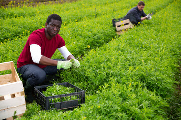 African-american worker harvesting green mizuna (Brassica rapa nipposinica laciniata) in the garden