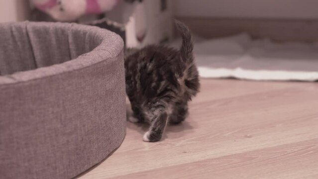 Small Kitten
