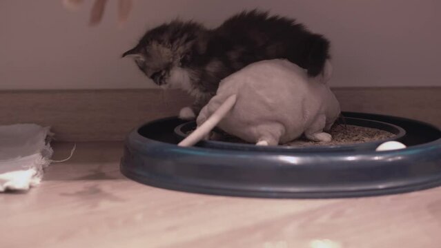 Small Kitten