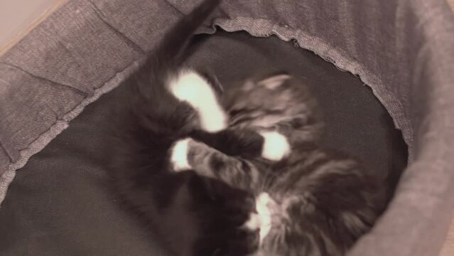 Small Kitten