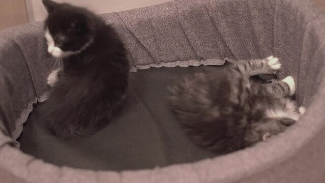 Small Kitten