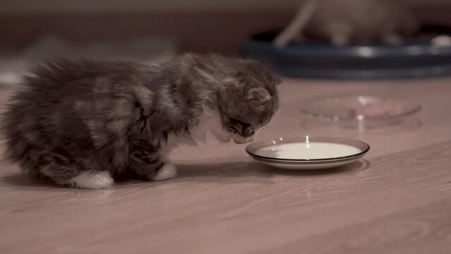 Small Kitten