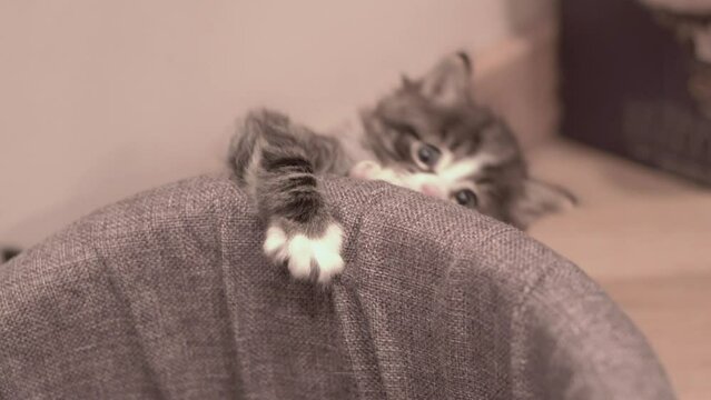 Small Kitten