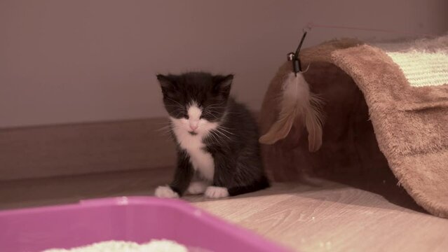 Small Kitten