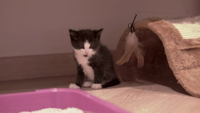Small Kitten