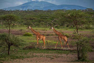 giraffe walking in the savannah, Serengeti, Tanzania