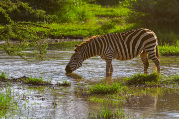 Fototapeta na wymiar Zebra at waterhole, Serengeti, Tanzania