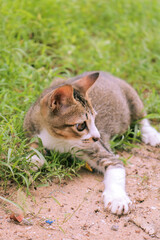  cat playing in the front yard happily