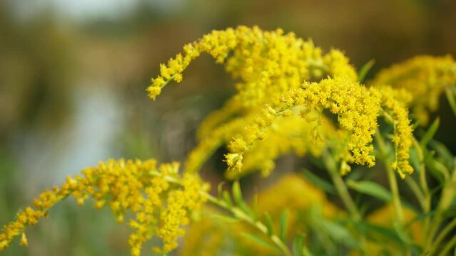 Solidago canadensis Canada goldenrod blossom Canadian yellow detail closeup plant, wild flowers invasive expansive species bloom detail butterfly flying insect, dangerous plants leaf, Czech Europe