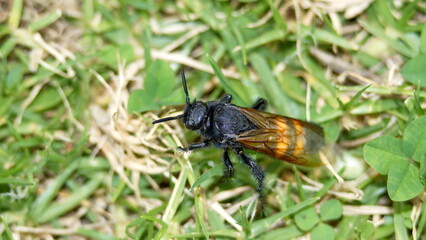 Scarab hunter wasp in the grass, in a field in Cotacachi, Ecuador
