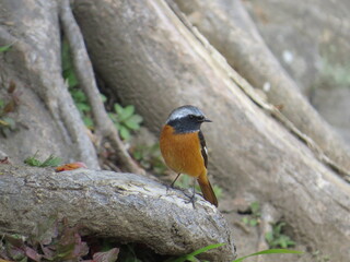 ジョウビタキ　オス