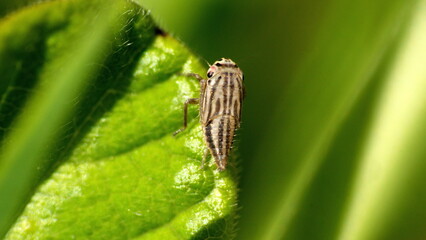 Striped leafhopper on a leaf in a field in Cotacachi, Ecuador