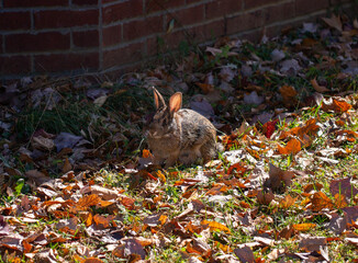 Swamp Rabbit (Sylvilagus aquaticus)