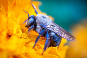 Sleeping on the Job - Carpenter Bee (Xylocopa)