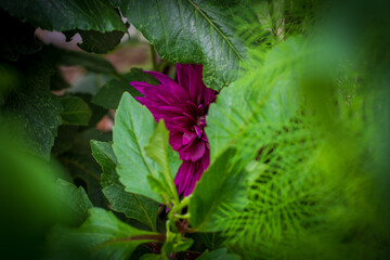 Hidden Beauty - Pink Dahlia (Dahlia pinnata)