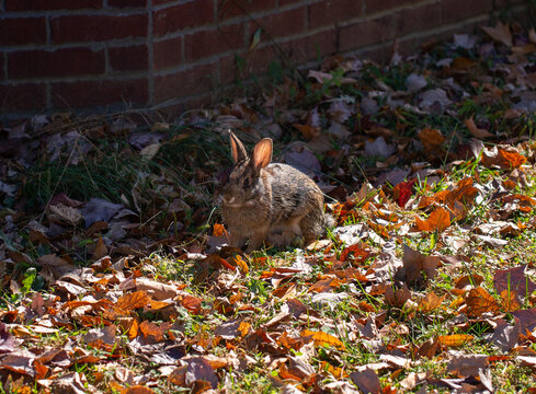 Swamp Rabbit Predator