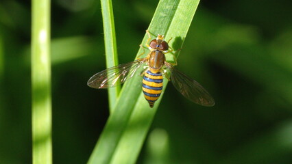 Hover fly on a blade of grass in a field in Cotacachi, Ecuador - Powered by Adobe
