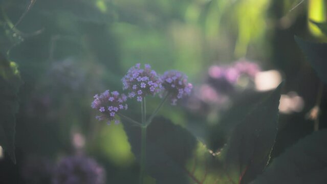Close up of a purpletop vervain flower slowly swaying in the wind at sunset. Slow motion. 