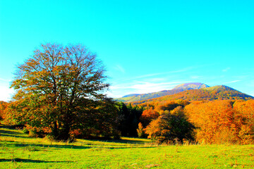 Beautiful scenery with a green meadow and sprawling tree in the foreground and Sibillini mountains covered by autumn colored forests in the background under the blue sky in Canfaito park
