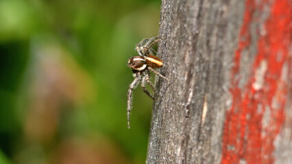 Male jumping spider on a post, in a field in Cotacachi, Ecuador