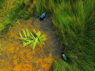 view of farmers harvest Lepironia articulata, Vietnamese name is Co bang. It is harvested by people...
