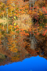 風の無い秋の鎌池は紅葉が見事に湖面に写り込みます
