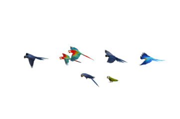 Macaw flying isolated on white background (PNG)