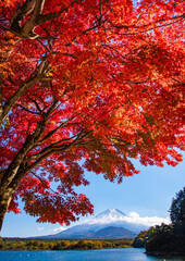 富士山と紅葉