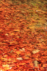 秋も終わりを告げ紅葉した葉も池の底に沈んでいます