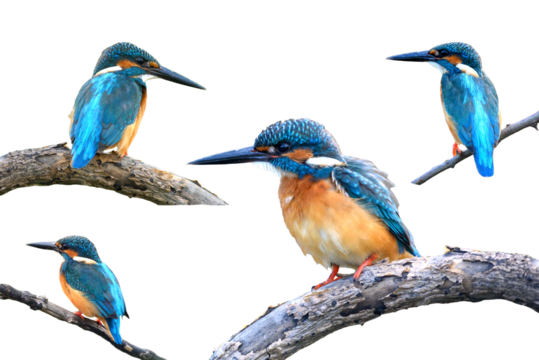 Common kingfisher isolated on white background (PNG)