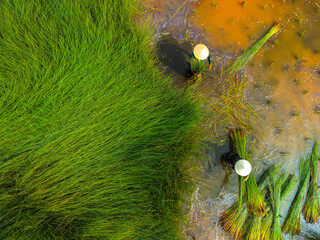 view of farmers harvest Lepironia articulata, Vietnamese name is Co bang. It is harvested by people...