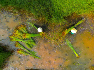 view of farmers harvest Lepironia articulata, Vietnamese name is Co bang. It is harvested by people...