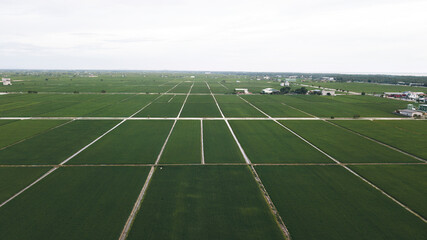 Aerial view of Green fields with paddy square lots in the morning.