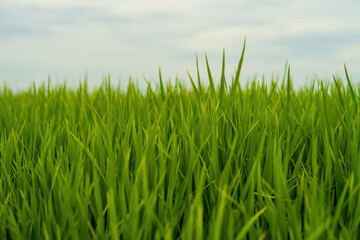 Closeup Paddy rice growing in the field.
