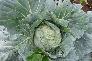 cabbage in the garden