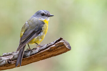Obraz premium Eastern yellow robin