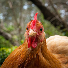 close up of a chicken
