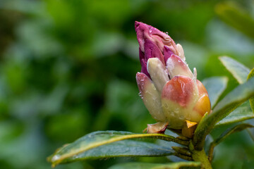 flower in the garden