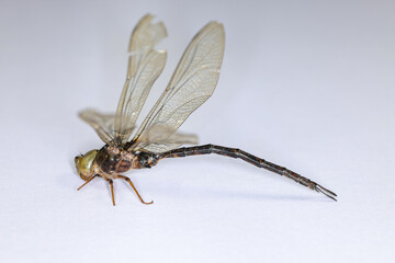Background of insects (entomology) in laboratory.