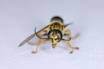 Background of insects (entomology) in laboratory.