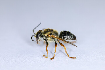 Background of insects (entomology) in laboratory.