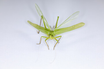Background of insects (entomology) in laboratory.
