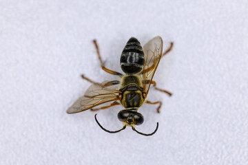 Background of insects (entomology) in laboratory.