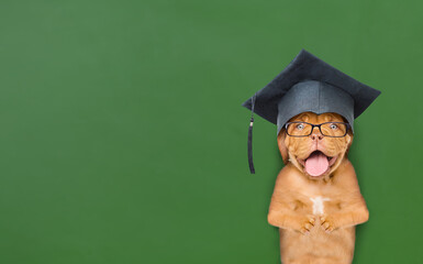 Graduated dog stands near green chalkboard. Back to school concept. Empty space for text