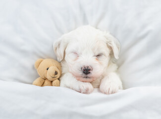 Tiny Bichon Frise puppy sleeps under  white blanket on a bed at home with favorite toy bear. Top...