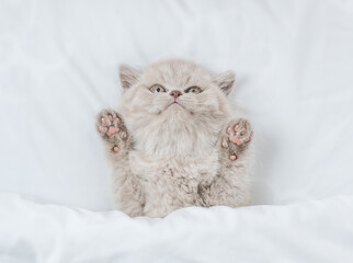 Cozy scottish kitten lying under white blanket on a bed at home and looks up. Top down view