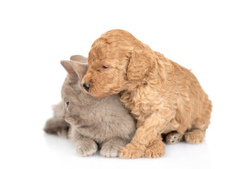 Tiny Toy Poodle puppy hugs cute kitten. Pets look away together on empty space.  isolated on white background