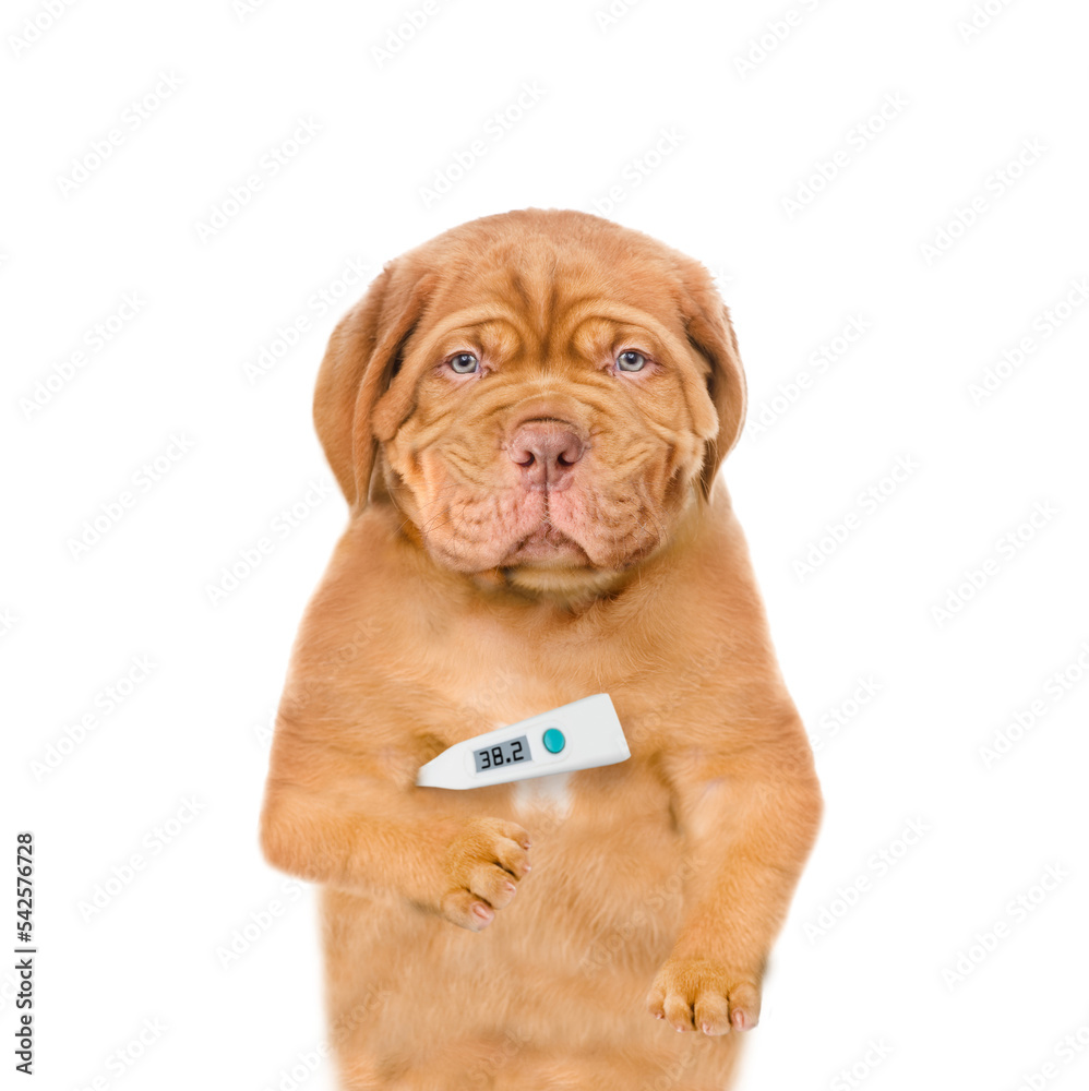 Poster unhappy sick puppy with holds thermometer. isolated on white background