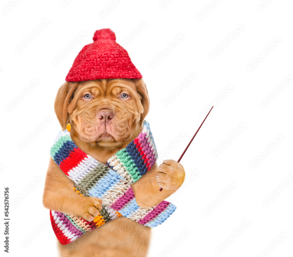 Poster unhappy frozen puppy wearing a warm winter hat with pompon and scarf pointing away on empty space. i