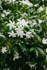 white flowers in the garden, nature background